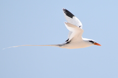 Phaethon lepturus catesbyi