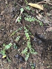 Metrosideros perforata