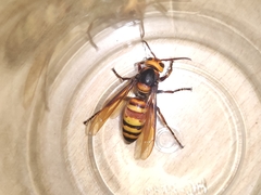 Vespa ducalis ducalis