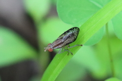 Trypetoptera