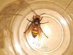 Vespa ducalis ducalis