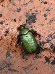 Chrysina orizabae