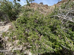 Sageretia wrightii