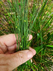 Juncus coriaceus