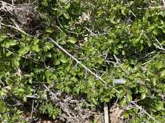 Sageretia wrightii
