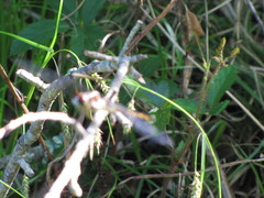 Libellula flavida