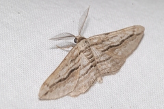 Ecleora solieraria