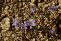 Eriastrum eremicum eremicum