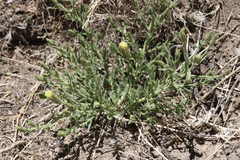 Brickellia oblongifolia
