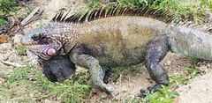 Iguana iguana