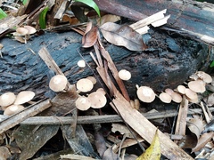 Favolaschia manipularis