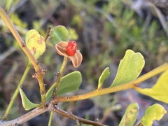 Maytenus phyllanthoides