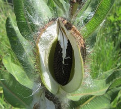 Xysmalobium undulatum