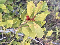 Maytenus phyllanthoides
