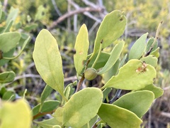 Maytenus phyllanthoides