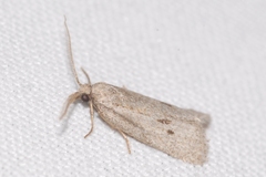 Ditula joannisiana