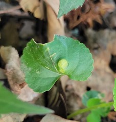 Puccinia violae