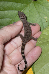 Cyrtodactylus rubidus