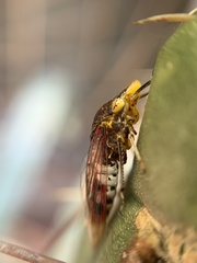 Homalodisca ichthyocephala