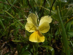 Viola ferrarinii
