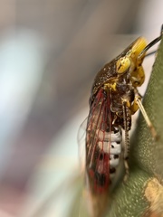 Homalodisca ichthyocephala