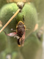 Homalodisca ichthyocephala