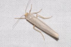 Eilema caniola