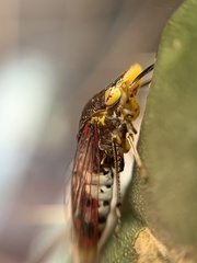 Homalodisca ichthyocephala