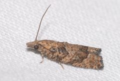 Acroclita subsequana