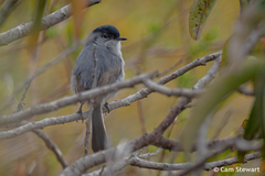 Polioptila californica