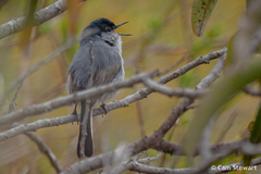 Polioptila californica