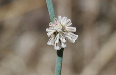 Eriogonum baileyi