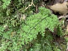 Hymenophyllum fujisanense