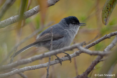 Polioptila californica