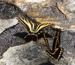 Papilio pilumnus