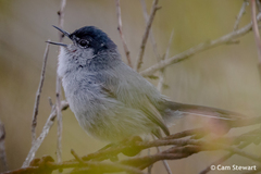 Polioptila californica