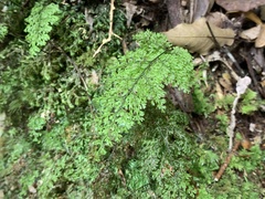 Hymenophyllum fujisanense