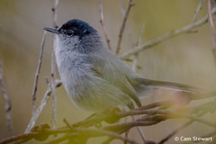 Polioptila californica