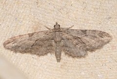 Eupithecia oxycedrata