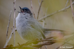 Polioptila californica