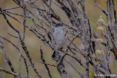Polioptila californica