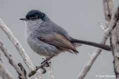 Polioptila californica