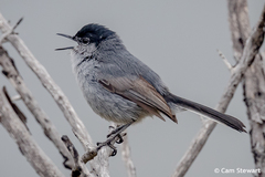 Polioptila californica