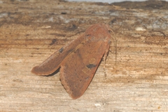 Ammopolia witzenmanni
