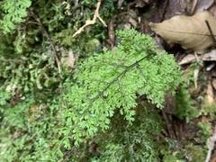 Hymenophyllum fujisanense
