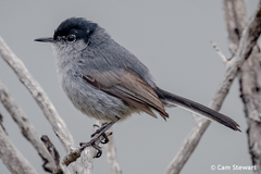 Polioptila californica