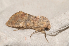 Polymixis argillaceago