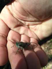 Neocicada hieroglyphica