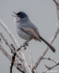 Polioptila californica