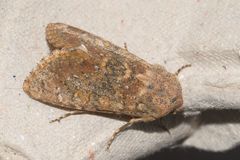 Polymixis argillaceago